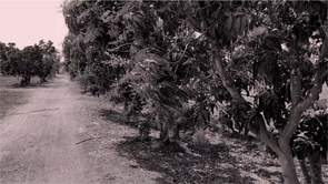 ABOUT MORINGA OIL
