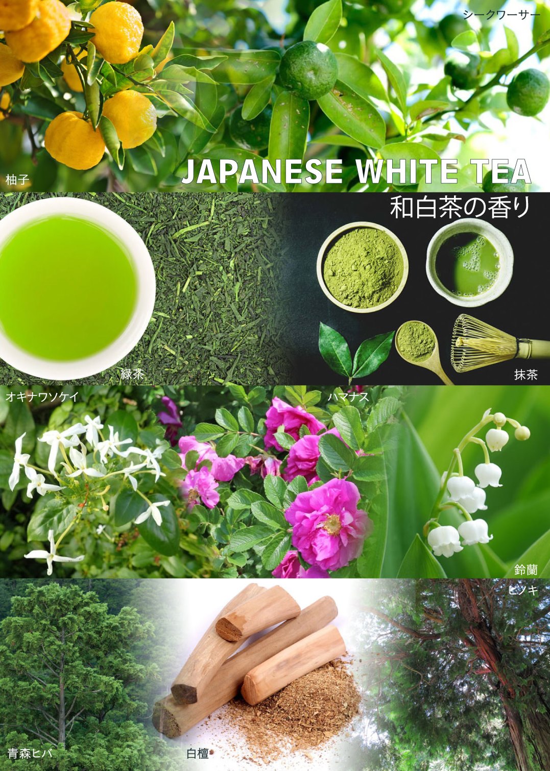 Moringa in Botanical Skin Lotion 200mL｜モリンガイン ボタニカル