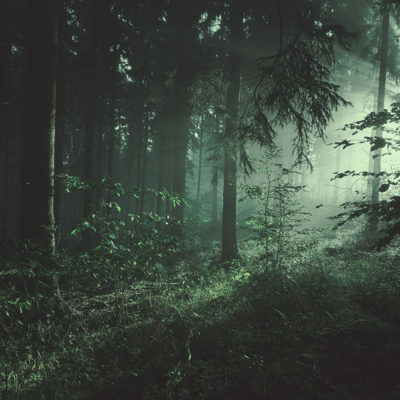 SacredWoods_1400x.jpg?v=1698213994